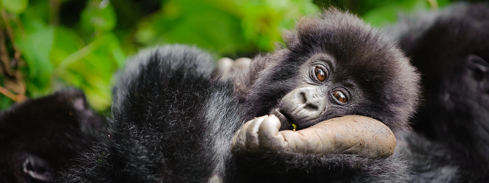 East Africa Safaris