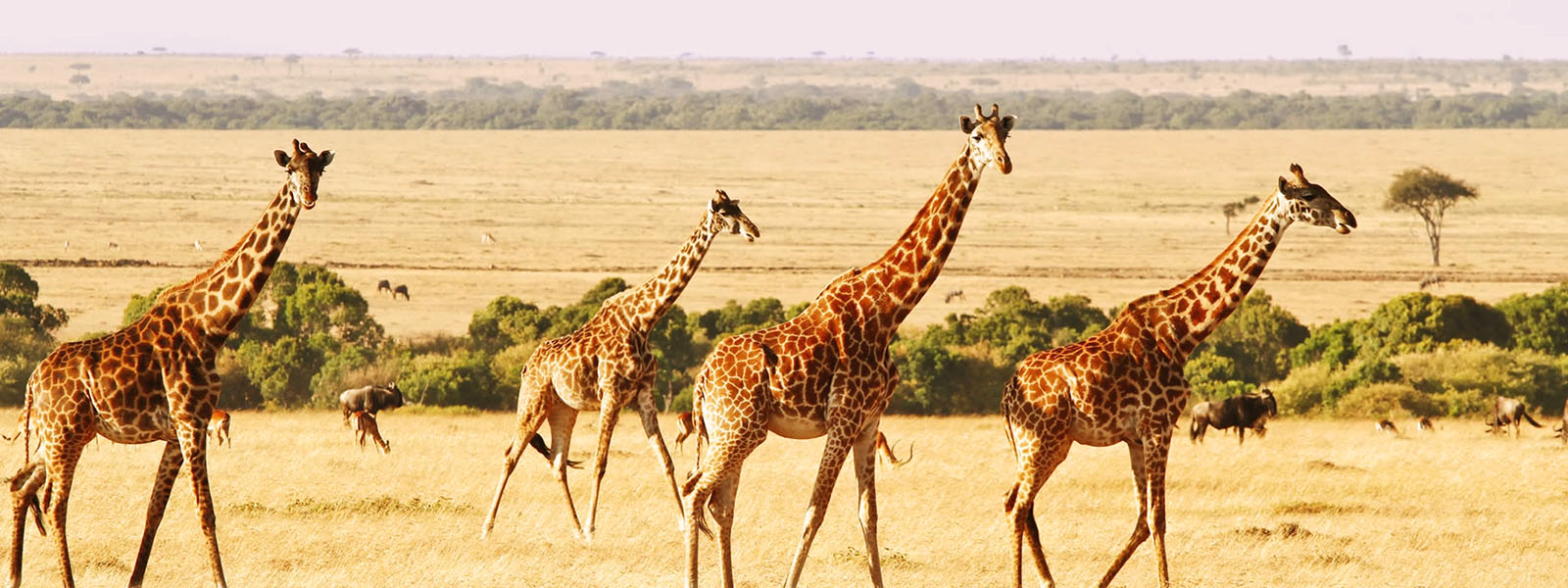 Kenya Group Safaris
