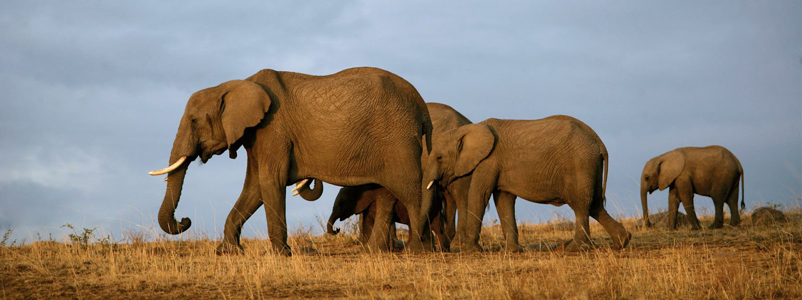 Kenya Safari Attractions