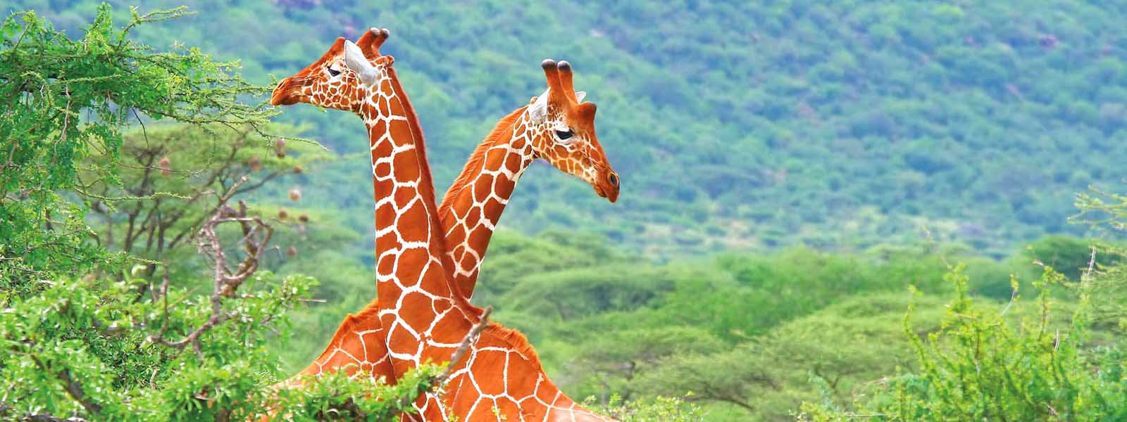 Luxury Kenya Safari Holidays