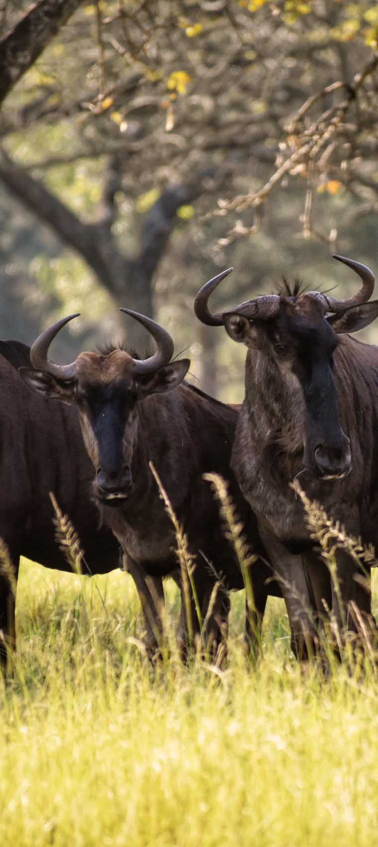 Luxury Safaris in Kenya