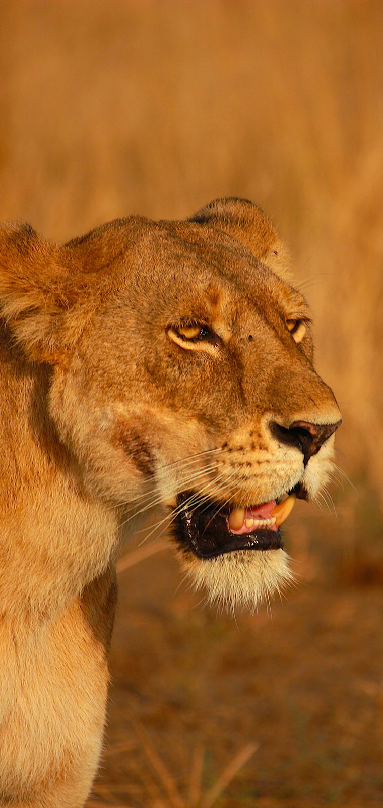 Kenya Tour Operators