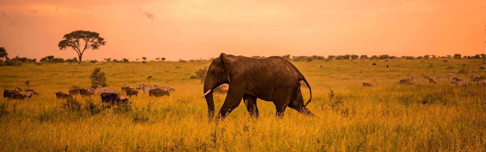 10 Days Best of Kenya & Tanzania Safari