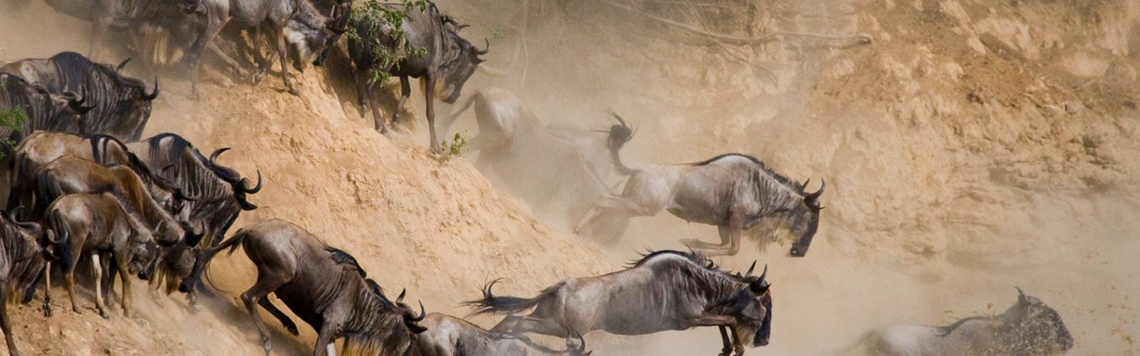 14 Days Wildebeest Migration Adventure