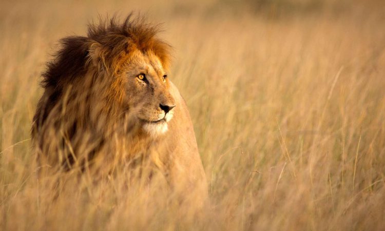 21 Days Grand East African Holiday