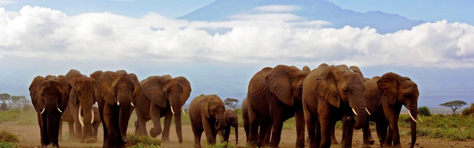 3 Days Amboseli Wildlife Safari