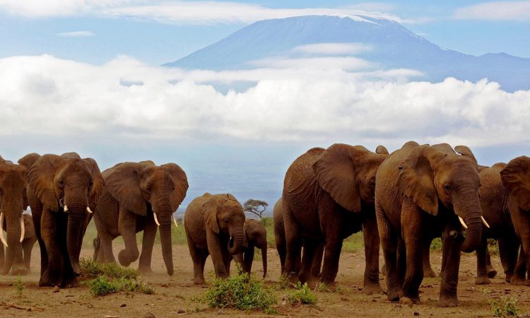 3 Days Amboseli Wildlife Safari