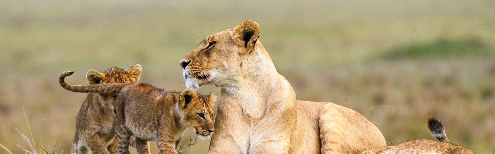 3 Days Masai Mara Wildlife Safari
