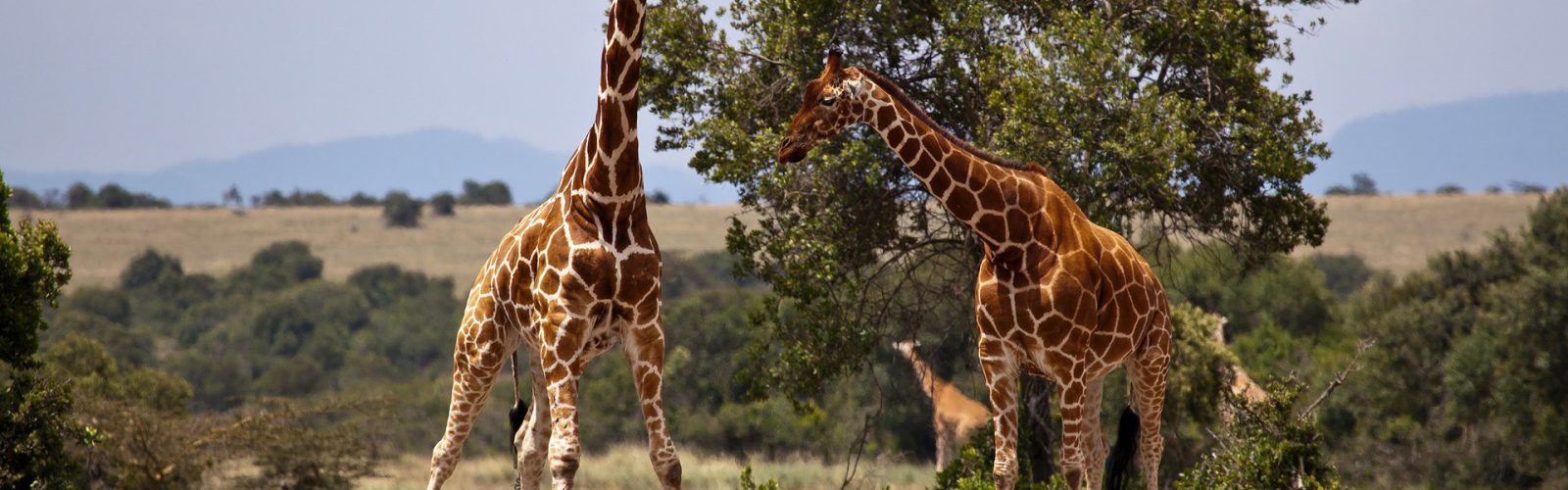 3 Days Samburu Game Viewing Safari