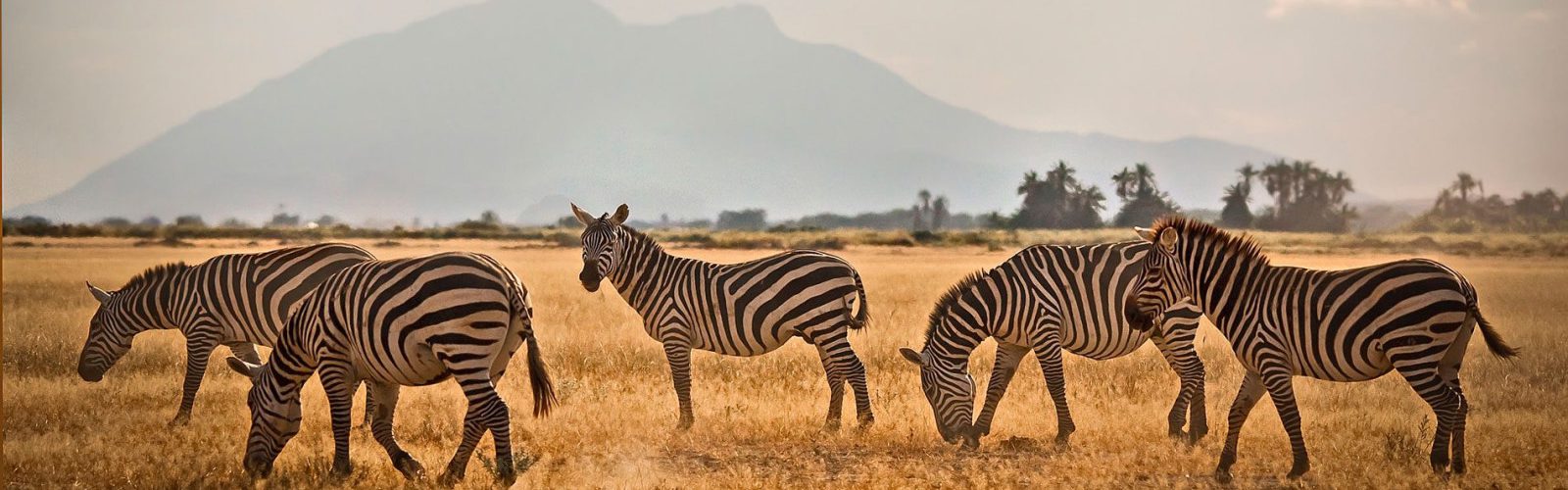 3 Days Tsavo East & Amboseli Wildlife Safari