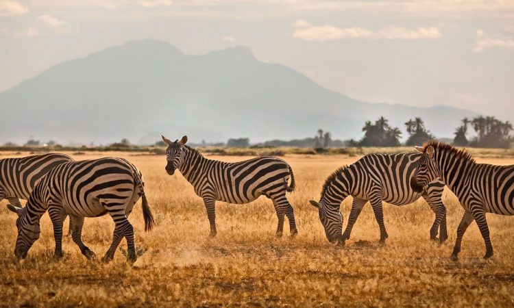 3 Days Tsavo East & Amboseli Wildlife Safari