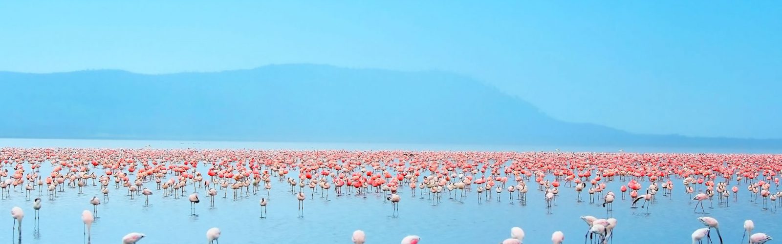 4 Days Aberdare, Nakuru & Naivasha Safari