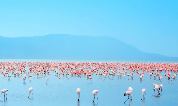 4 Days Aberdare, Nakuru & Naivasha Safari