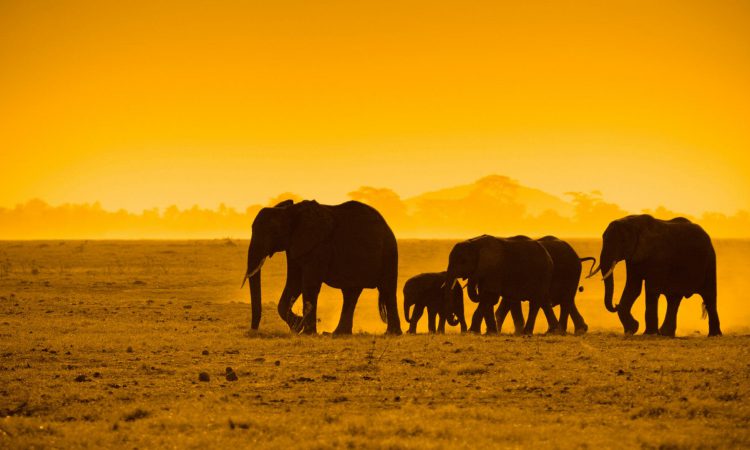 4 Days Kenya Wildlife Safari