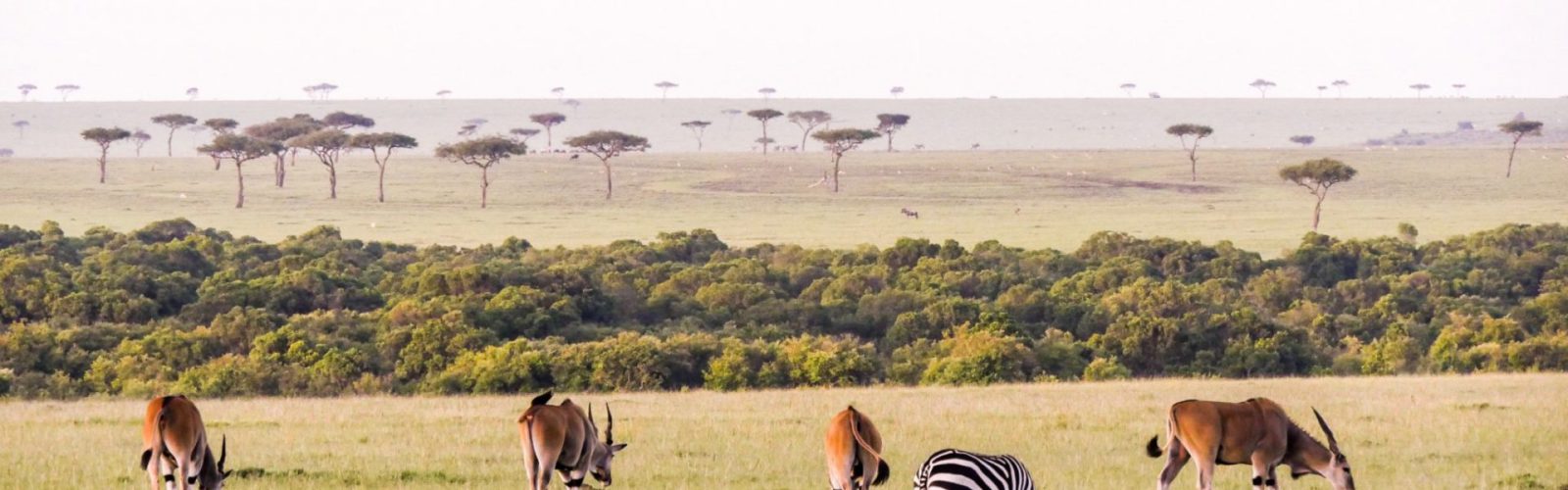 5 Days Masai Mara & Lake Nakuru Safari