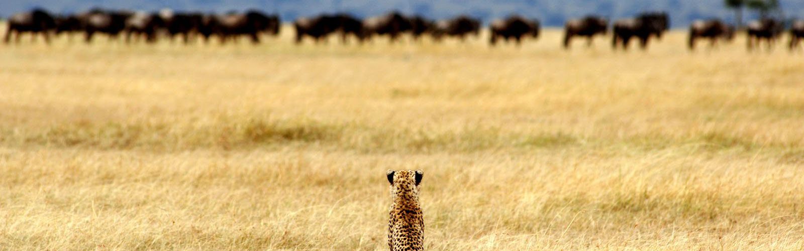 7 Days Kenya Tanzania Wildlife Safari