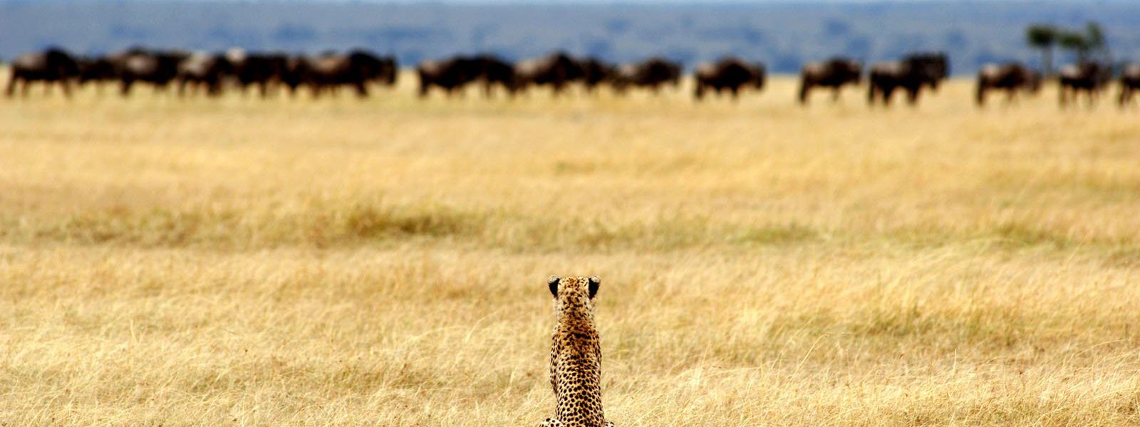 7 Days Kenya Tanzania Wildlife Safari