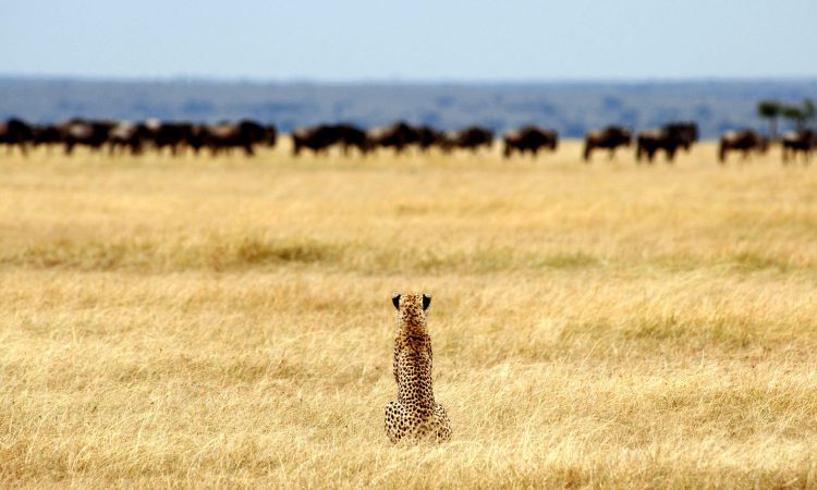 7 Days Kenya Tanzania Wildlife Safari