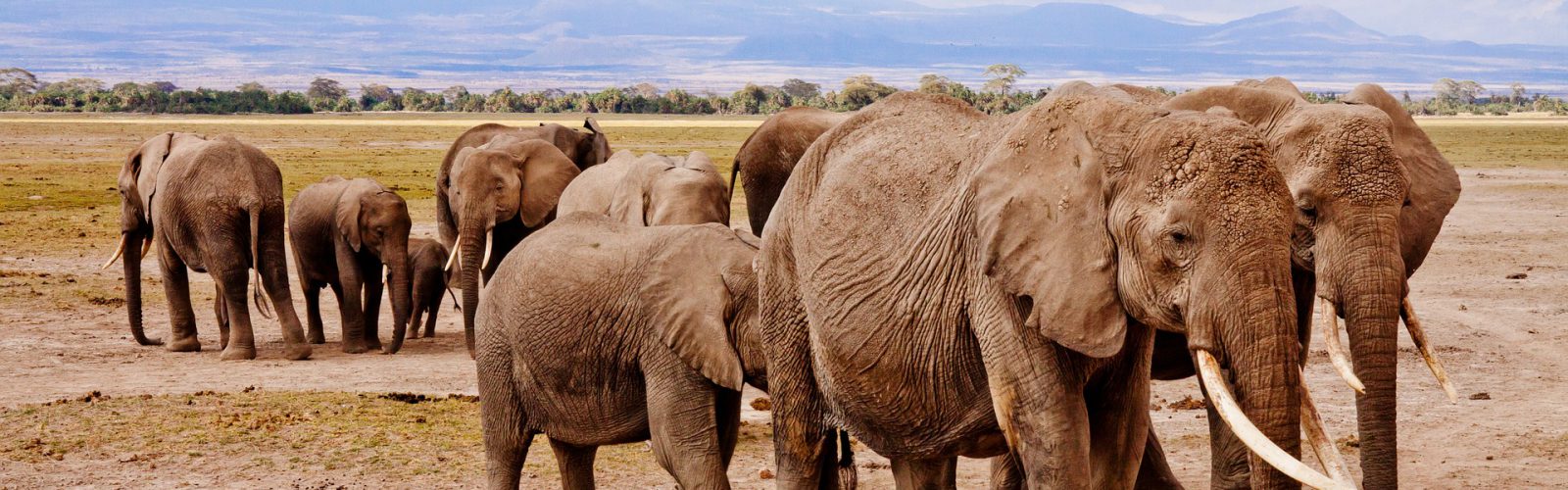 Amboseli National Park