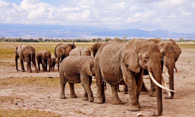 Amboseli National Park
