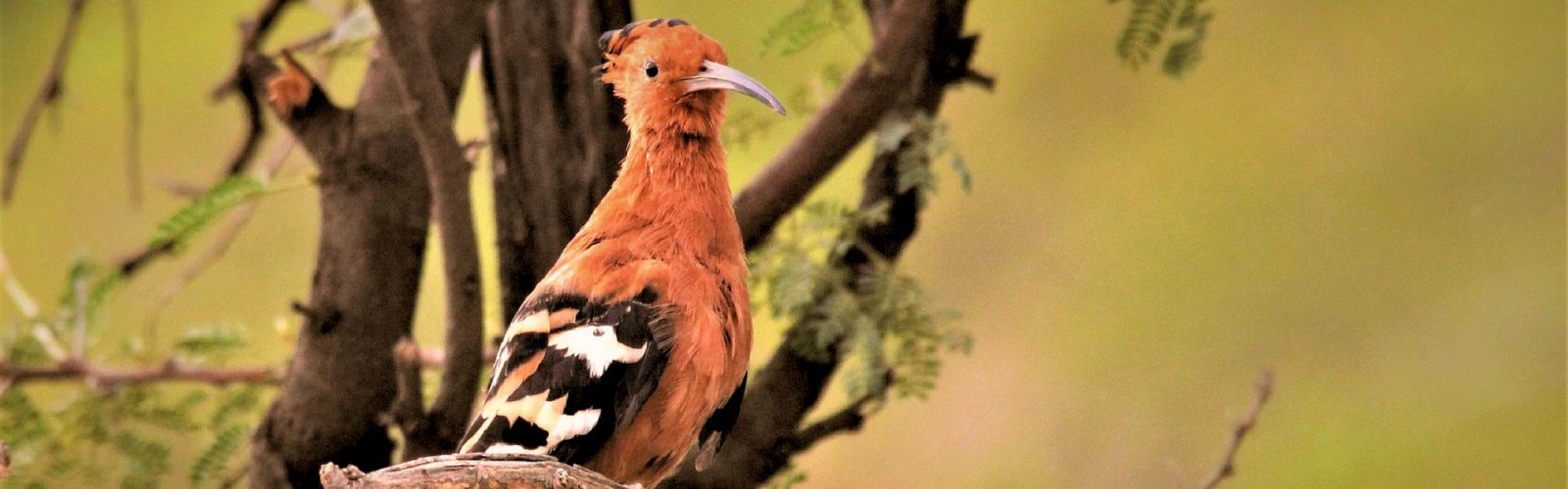 Birding Safaris in Kenya