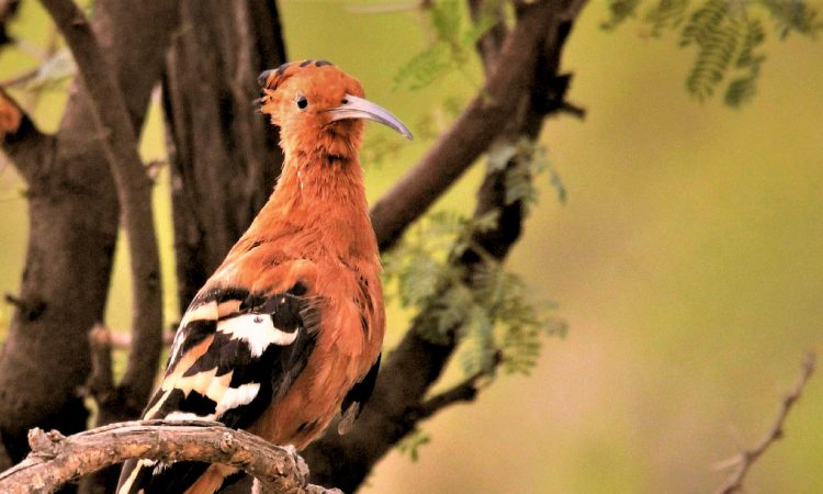 Birding Safaris in Kenya