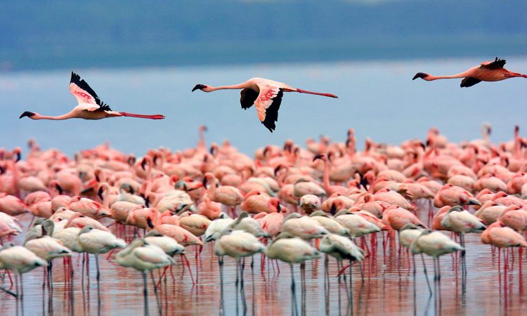 Lake Nakuru National Park