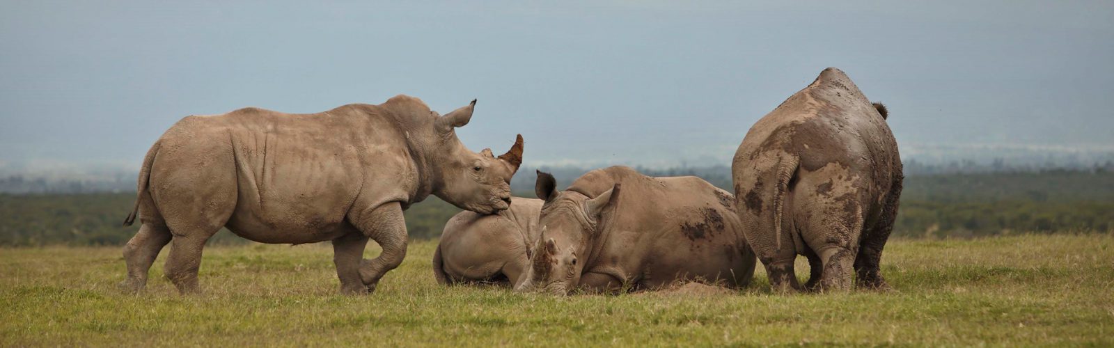 Ol Pejeta Conservancy