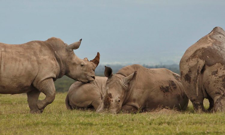 Ol Pejeta Conservancy