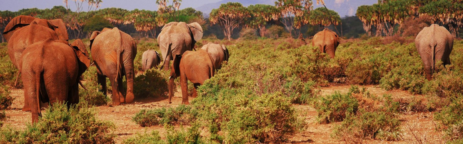 Samburu Game Reserve