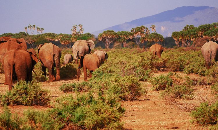 Samburu Game Reserve