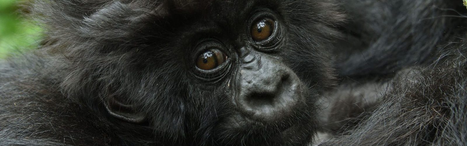 8 Days Rwanda Gorilla Trekking & Kenya Wildlife Safari