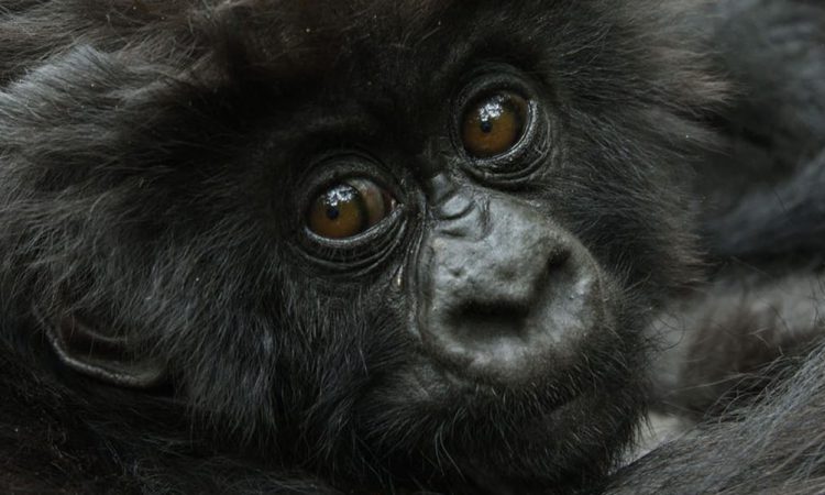 8 Days Rwanda Gorilla Trekking & Kenya Wildlife Safari