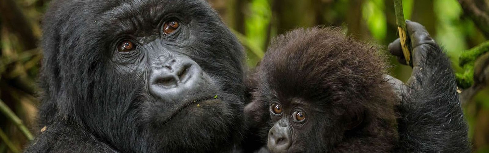 8 Days Bwindi Gorilla Trekking & Kenya Wildlife Safari